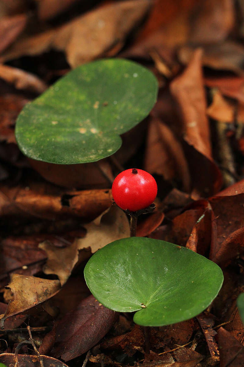 Image of Geophila renaris De Wild. & T. Durand