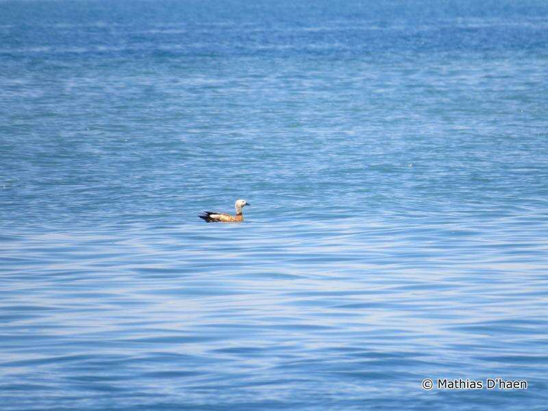 Image of Ruddy Shelduck