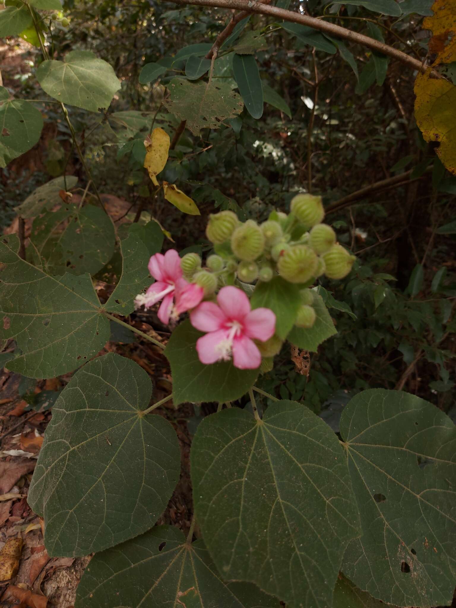 Image of Pavonia malacophylla (Link & Otto) Hemsl.