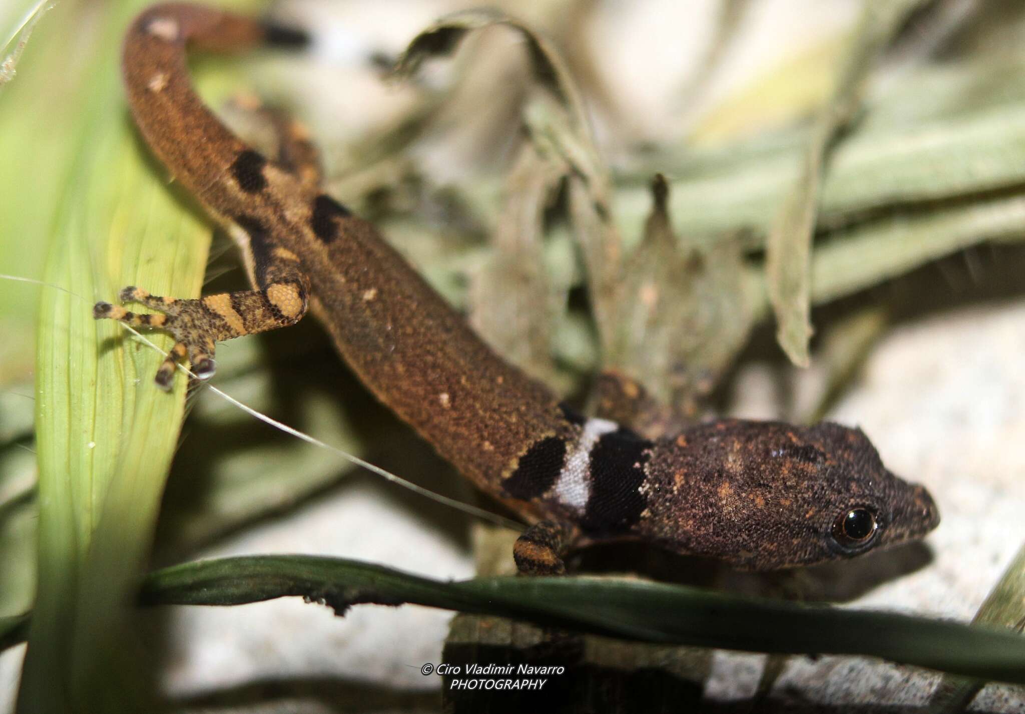 Image of Spotted Least Gecko