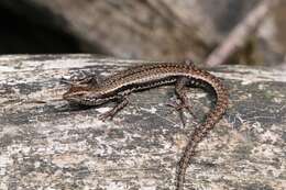 Image of Tasmanian Tree Skink