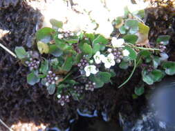 Image of Cardamine cordata Barnéoud