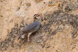 Alectoris melanocephala (Rüppell 1835) resmi