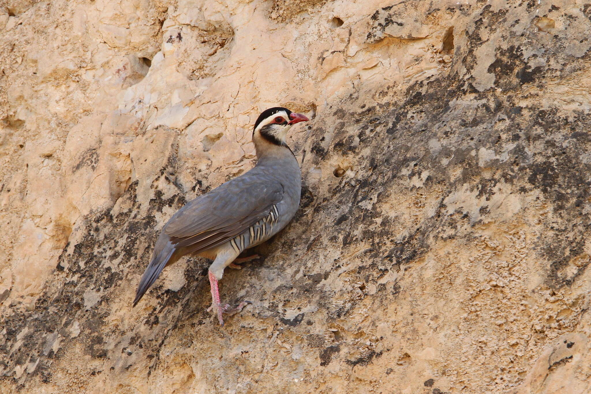 Alectoris melanocephala (Rüppell 1835) resmi