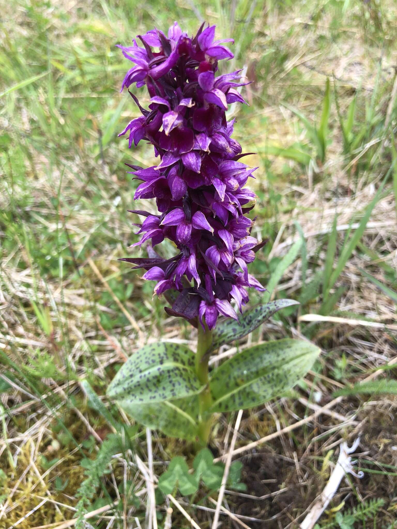 Image of Dactylorhiza aristata (Fisch. ex Lindl.) Soó