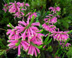 Image of Erica densifolia Willd.