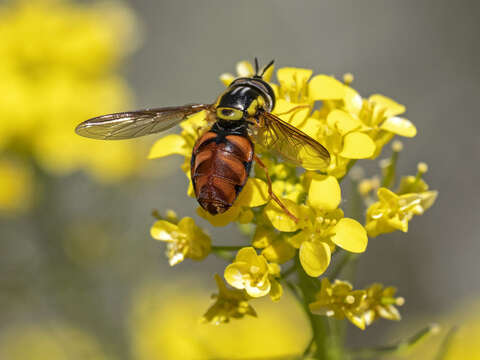 Image of Chrysotoxum triarcuatum Macquart 1839