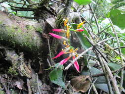 Image of Heliconia schumanniana Loes.