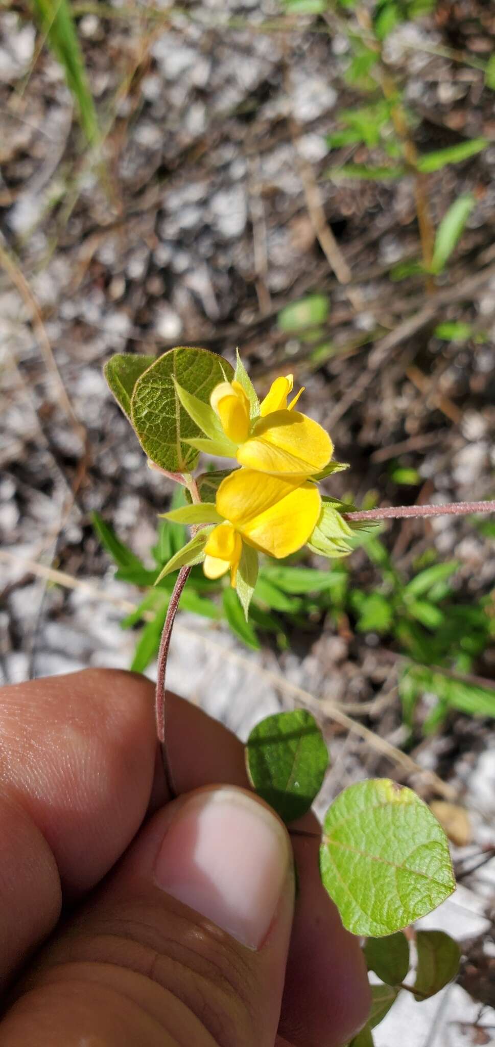 Слика од Rhynchosia cinerea Nash