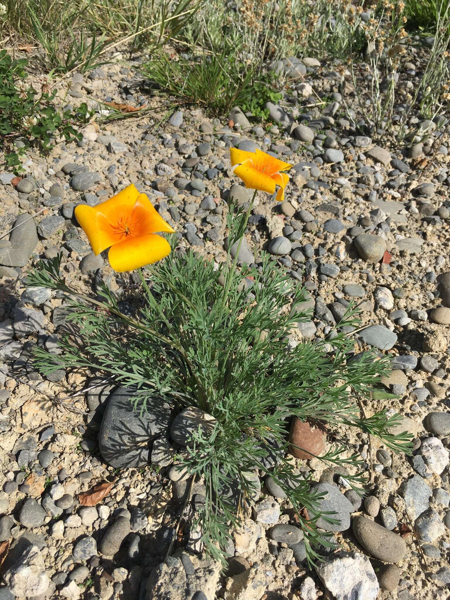 Image de Eschscholzia californica subsp. californica