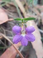 Слика од Scaevola ramosissima (Smith) K. Krause