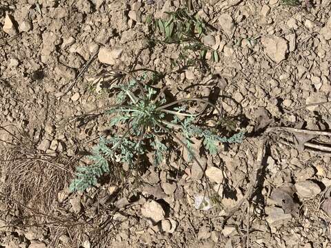 Plancia ëd Aulospermum longipes (S. Wats.) Coult. & Rose