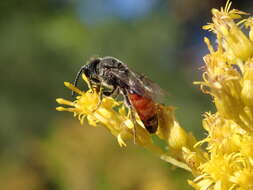 Image of Sphecodes davisii Robertson 1897