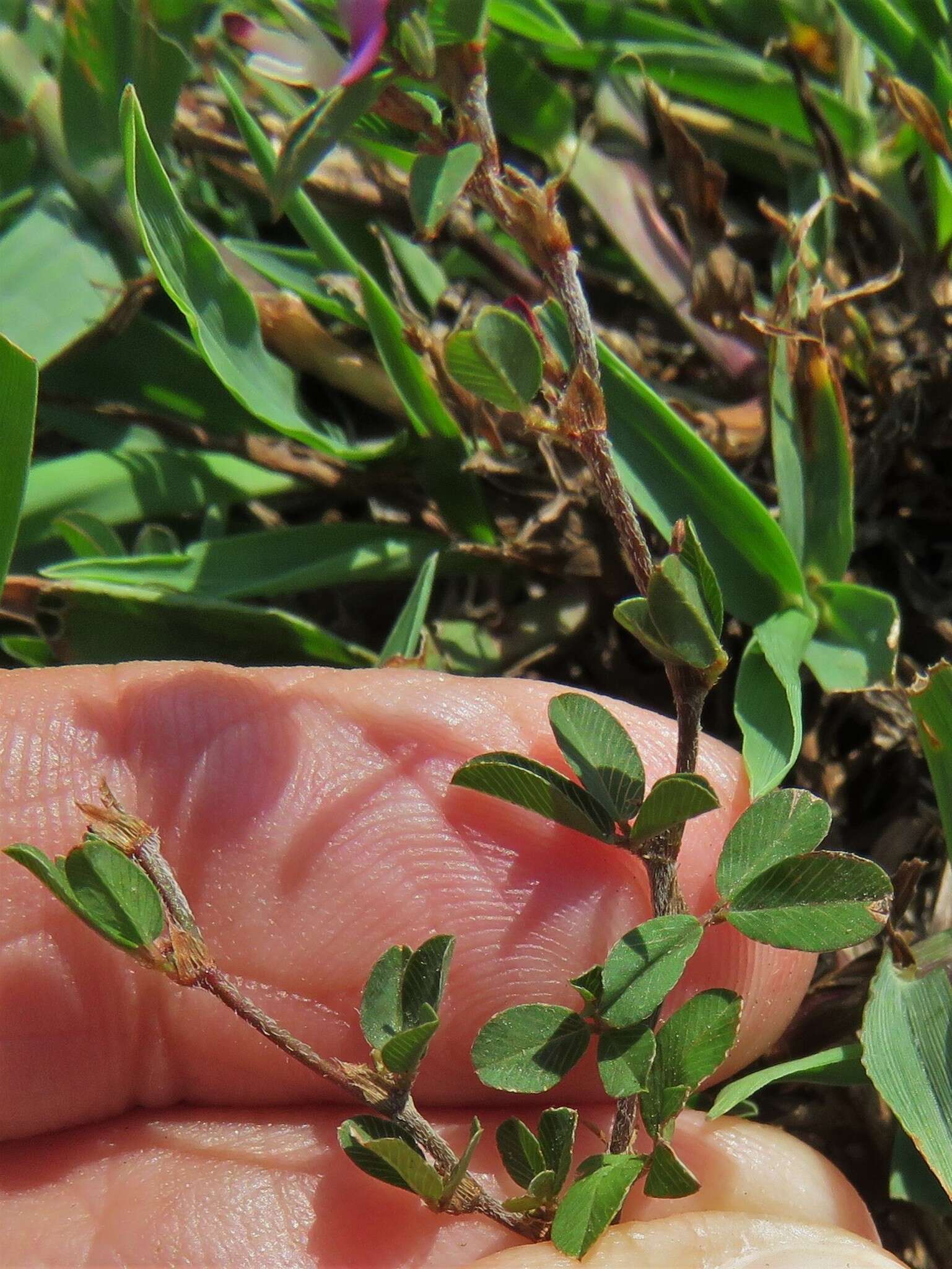 Image of Japanese bush clover