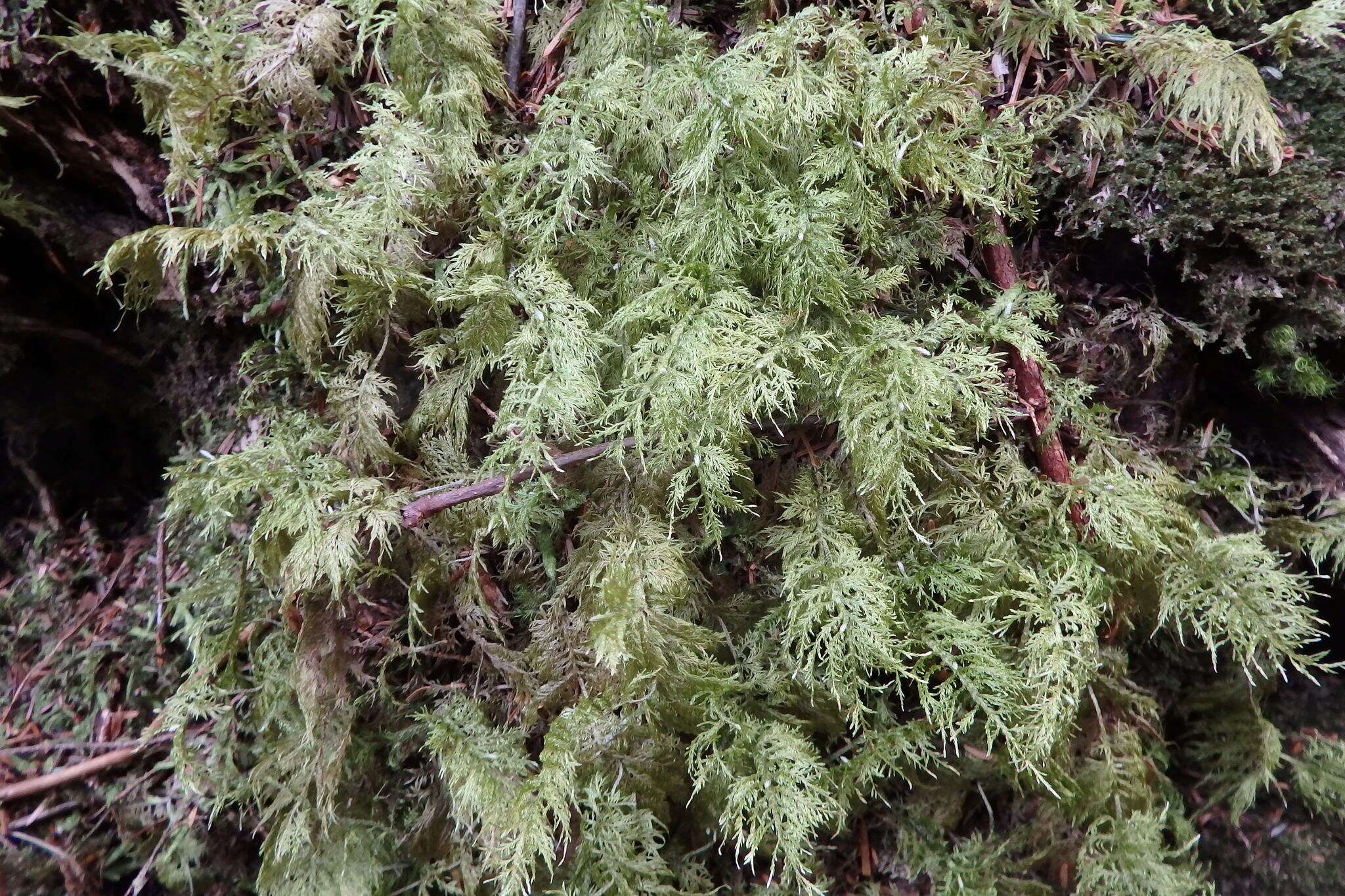 Image of hylocomium feather moss