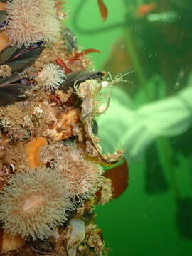 Image of Japanese skeleton shrimp