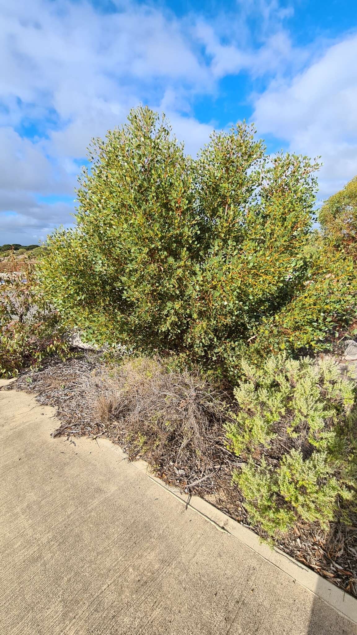 Image of Eucalyptus platypus Hook.