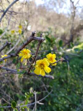 Image of Tropaeolum brachyceras Hook. & Arn.