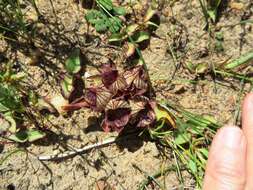 Image of Satyrium pumilum Thunb.