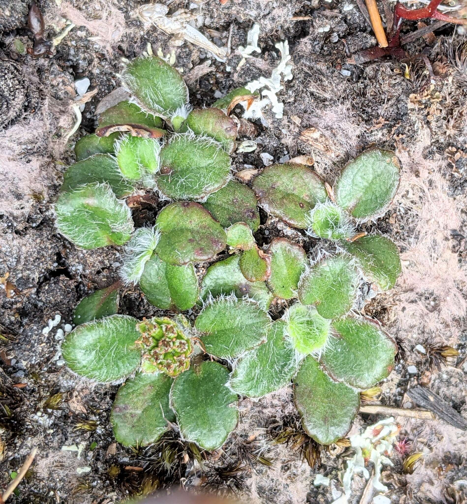 Actinotus bellidioides (Hook. fil.) Benth. resmi