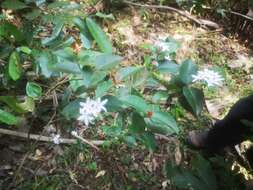 Image of Carissa bispinosa var. acuminata (E. Mey.) Codd