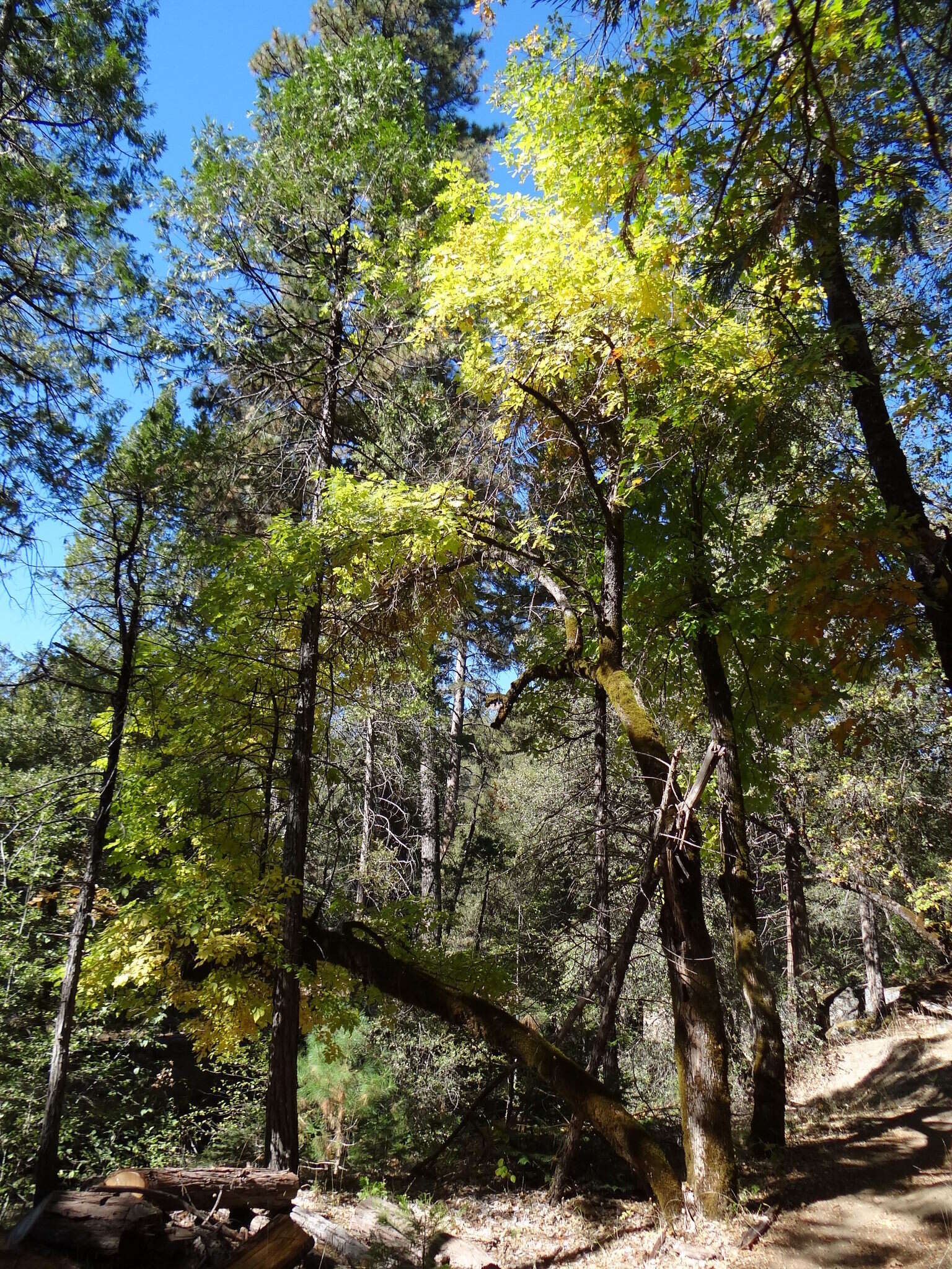 Image of Oregon Ash