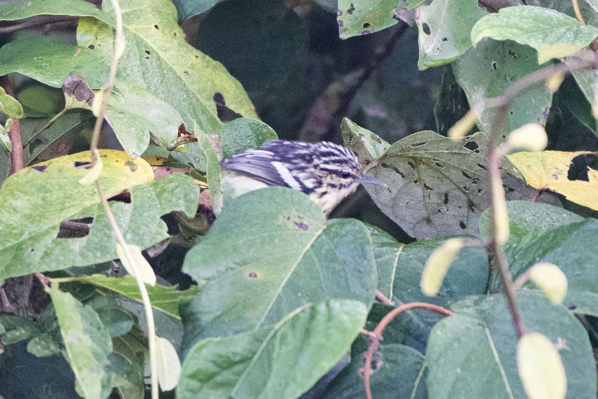 Image of Colombian Antwren