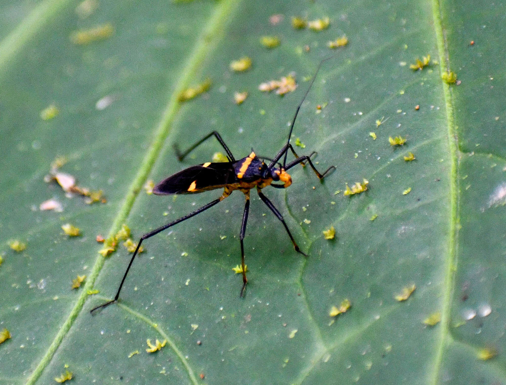 Image of Zelurus petax (Breddin 1901)