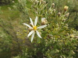 Image of Chiliotrichum