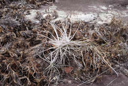 Image of Tillandsia streptocarpa Baker