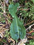 Image of Tipularia japonica Matsum.