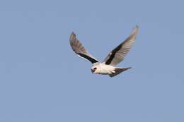 Image of Letter-winged Kite