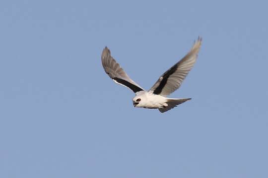 Image of Letter-winged Kite