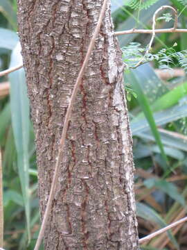 Pseudobombax grandiflorum (Cav.) A. Robyns resmi