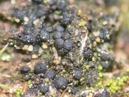 Image of placynthiella lichen