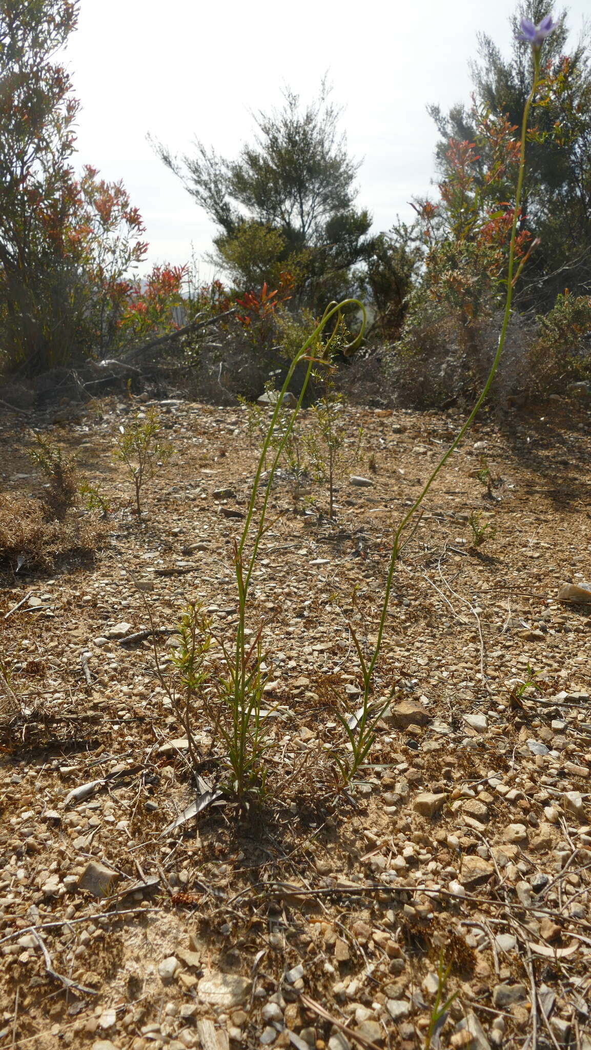 صورة Wahlenbergia violacea J. A. Petterson