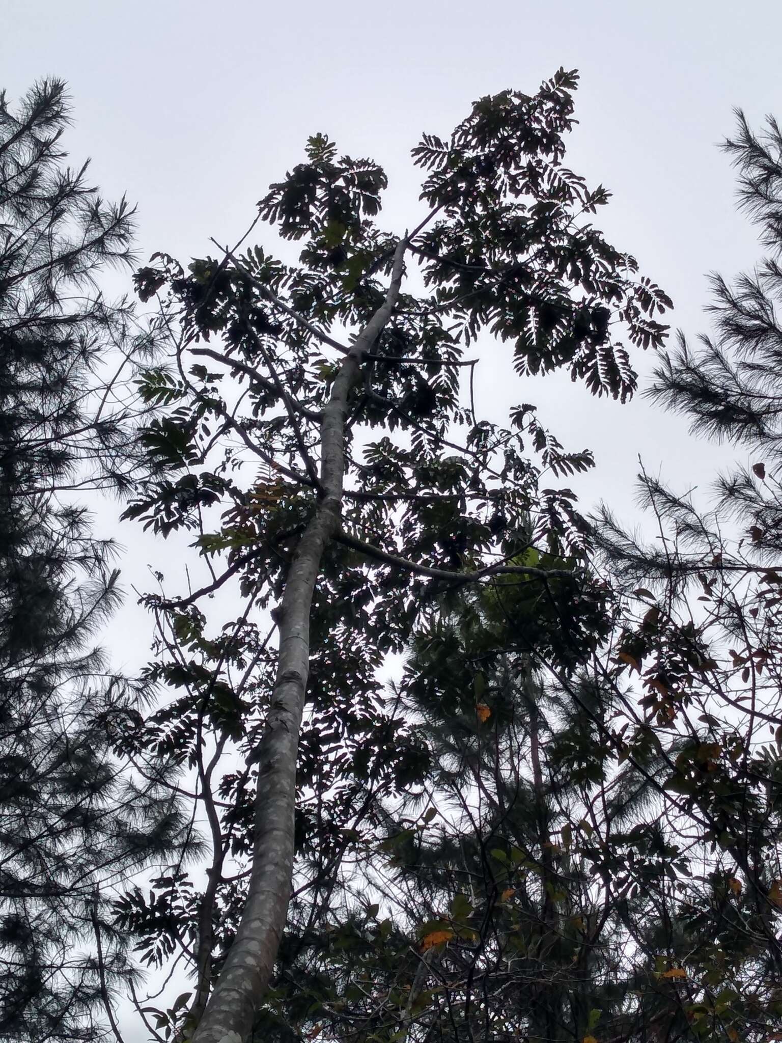 Image de Brunellia mexicana Standl.