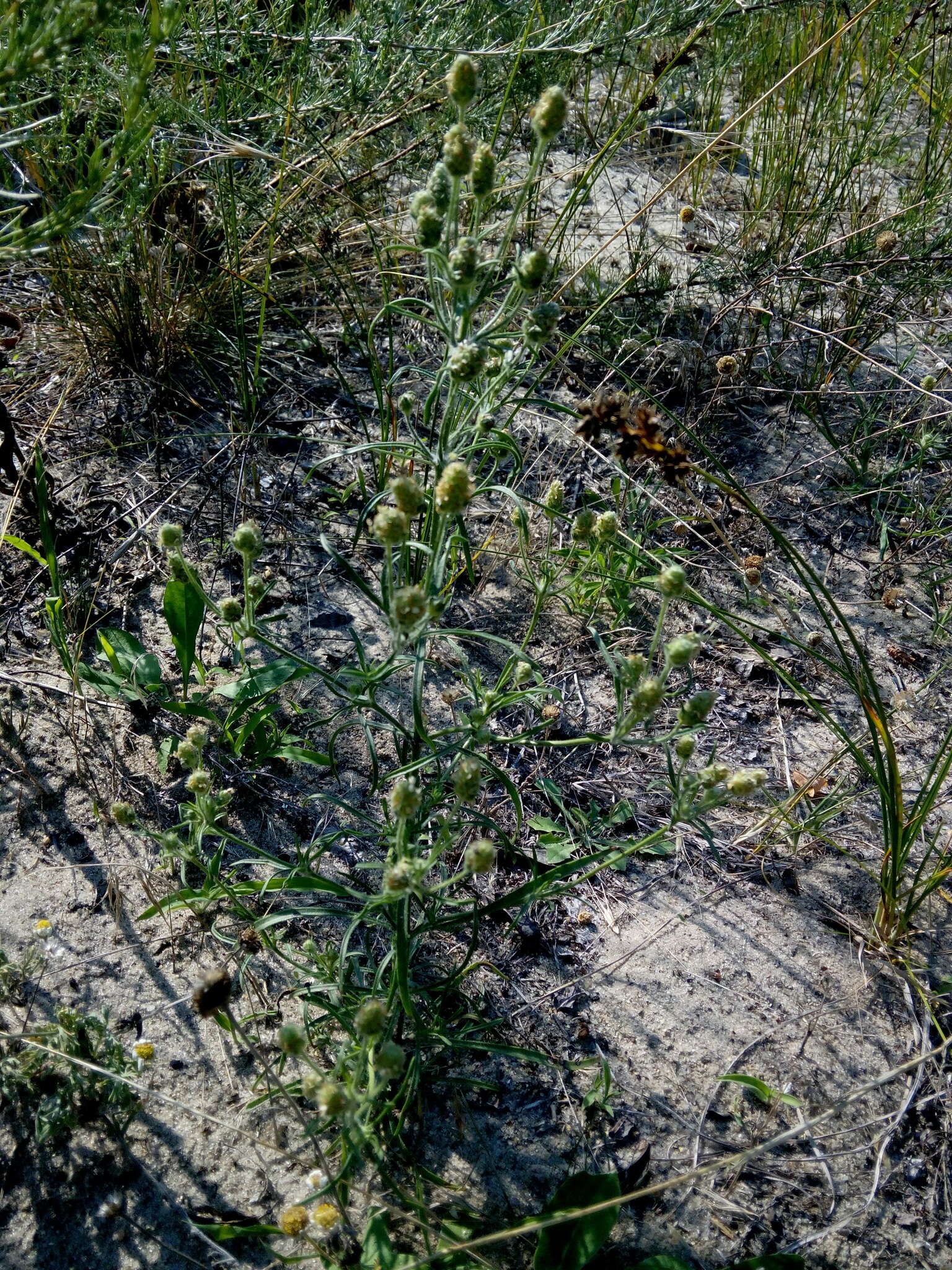 Imagem de Plantago arenaria subsp. arenaria