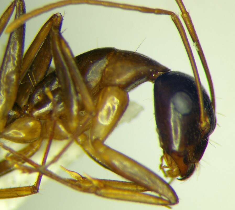 Слика од Camponotus baldaccii Emery 1908