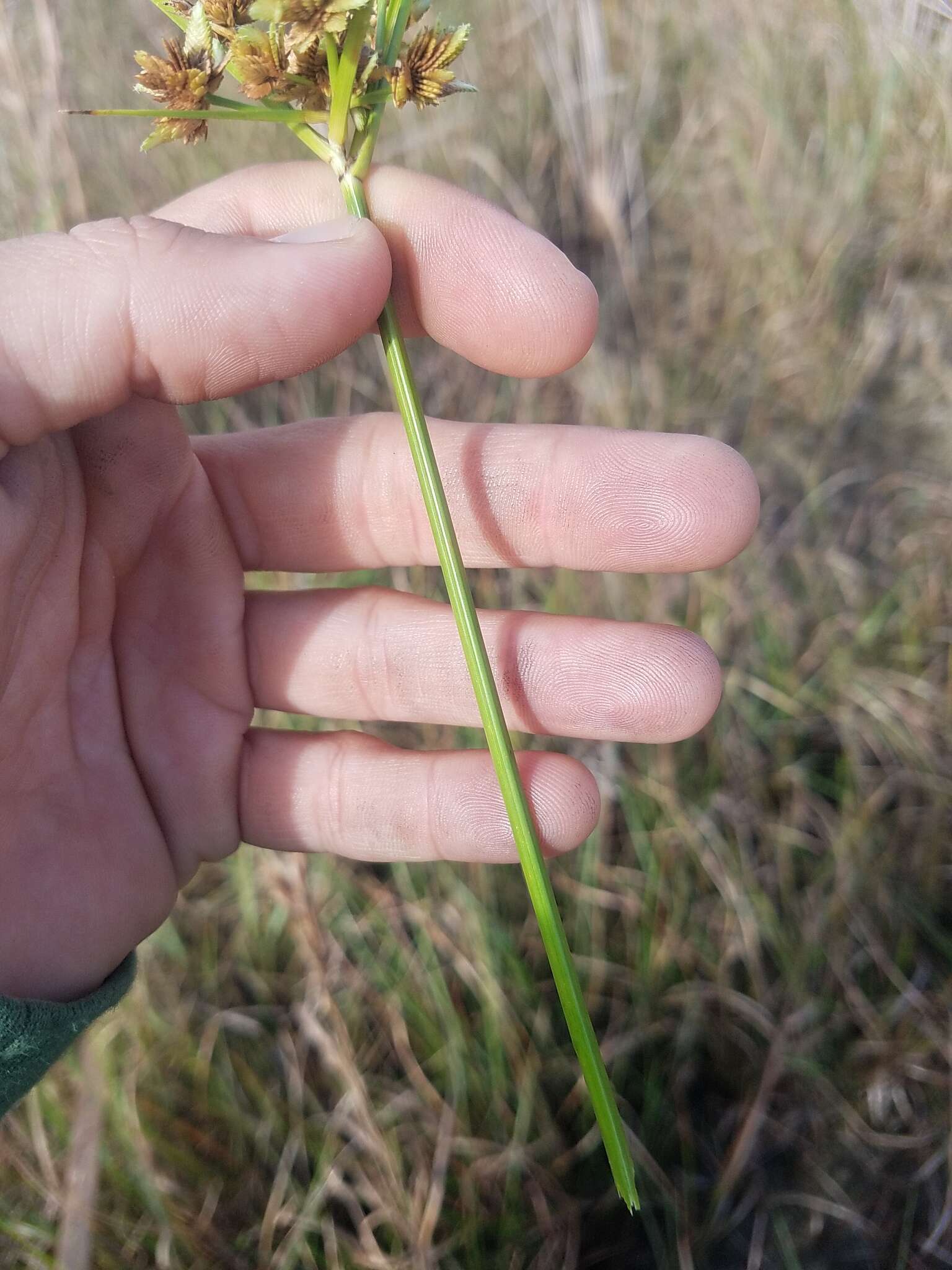 Image of Swamp Flat Sedge