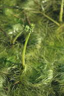 Image of Featherfoil