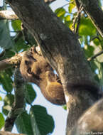 Image of Ear-spot Squirrel