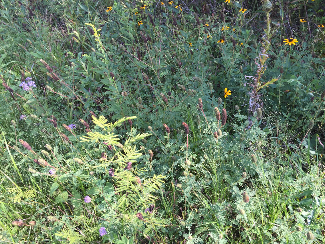 Image of leafy prairie clover