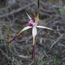 Image of Caladenia hastata (Nicholls) Rupp