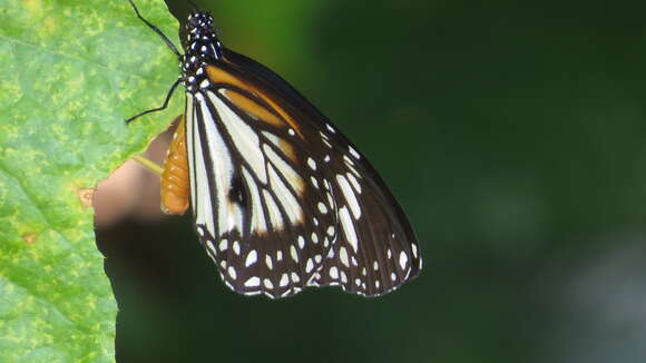 Sivun Danaus (Anosia) melanippus Cramer 1777 kuva