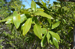 Image of Ochna pulchra Hook.