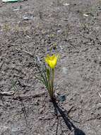 صورة Zephyranthes filifolia Herb. ex Kraenzl.