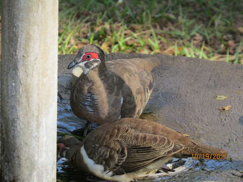 Image of Partridge Pigeon