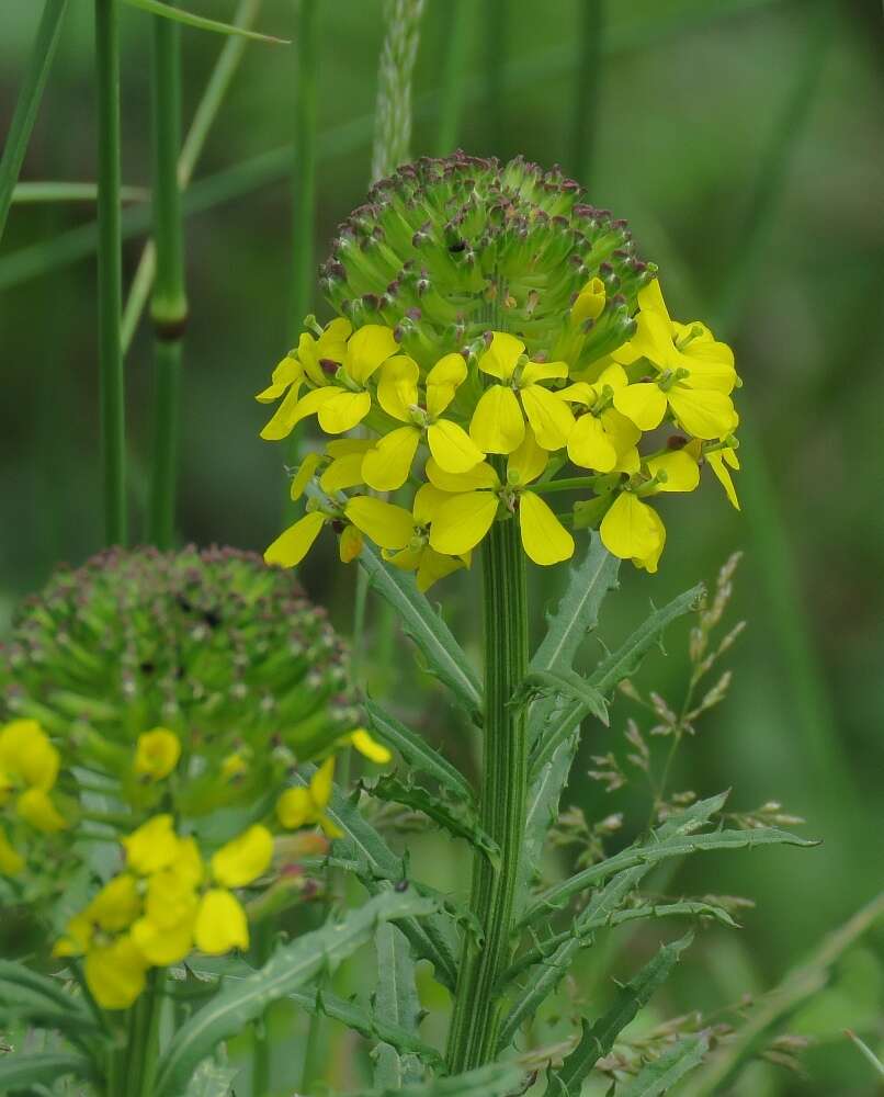 Image of smelly wallflower