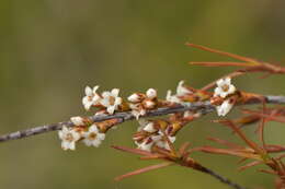 Image of Dracophyllum subulatum Hook. fil.